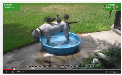 Chicks taking a dip in the Doggy Pool with Dog :) I’ve seen it all!