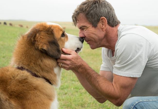 3 Lessons You’ll Learn From A Dog’s Purpose plus a Homeschool Curriculum Guide
