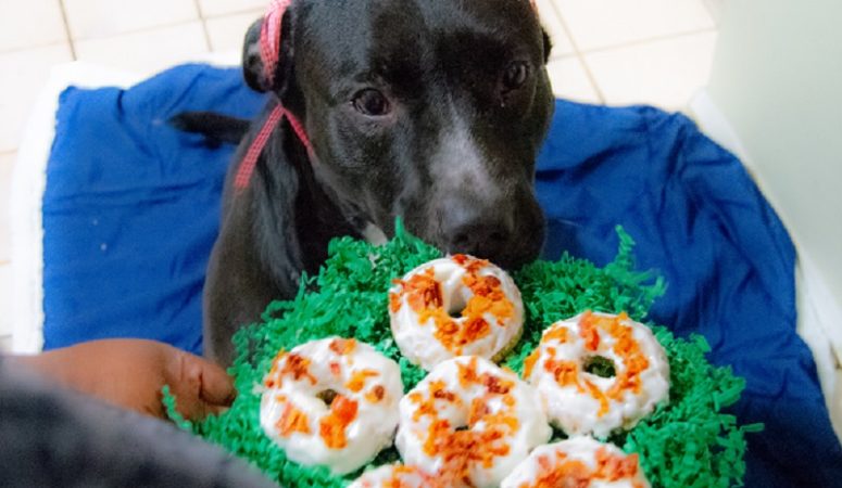 The Secret Life Of Pets 2  Homemade Dog Treats ~ Dukes Doggie Donuts’