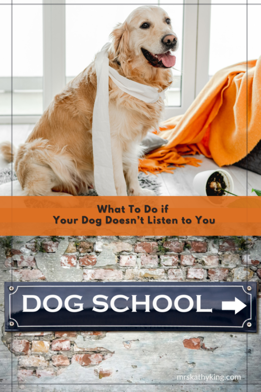 What To Do if Your Dog Doesn’t Listen to You