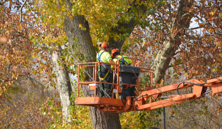 What To Look For When Inspecting Your Trees