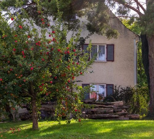 Things To Know Before Planting Fruit Trees in Your Backyard