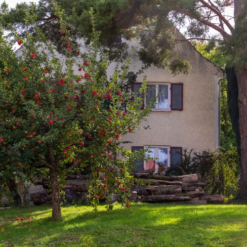 A massive fruit tree growing in a residential backyard during the daytime. Bright red apples grow on the tree.